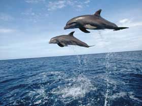 delfinh.jpg