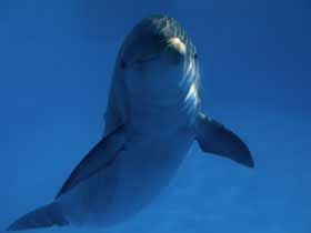 delfinh1.jpg