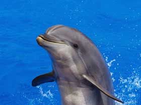 delfinh6.jpg