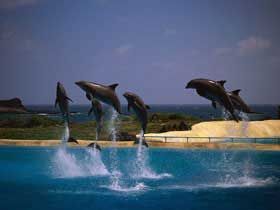 delfinh9.jpg